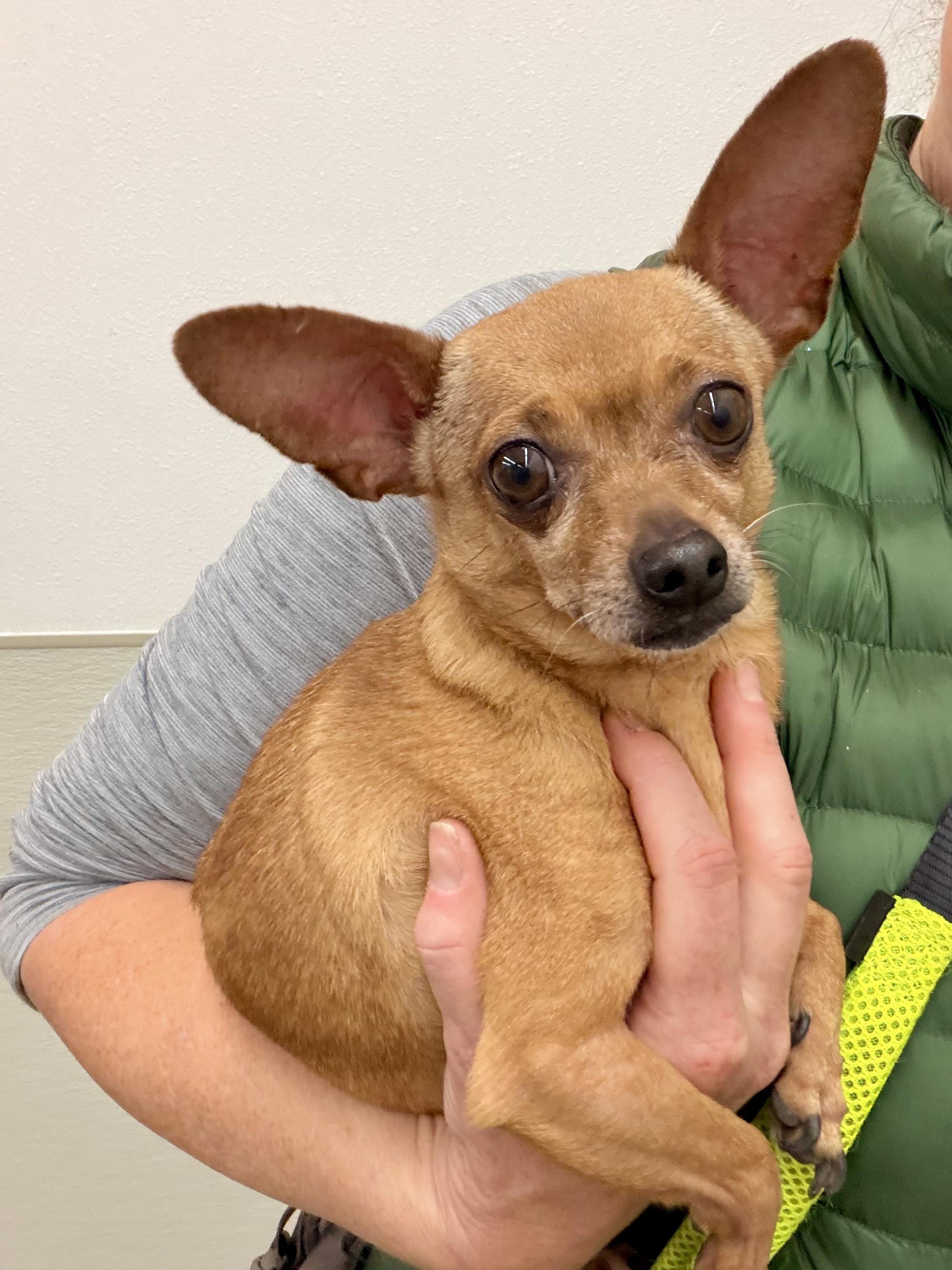 Enlarge Mr. Bean, a ADOPTABLE mixed breed in Chico, CA image 2/6