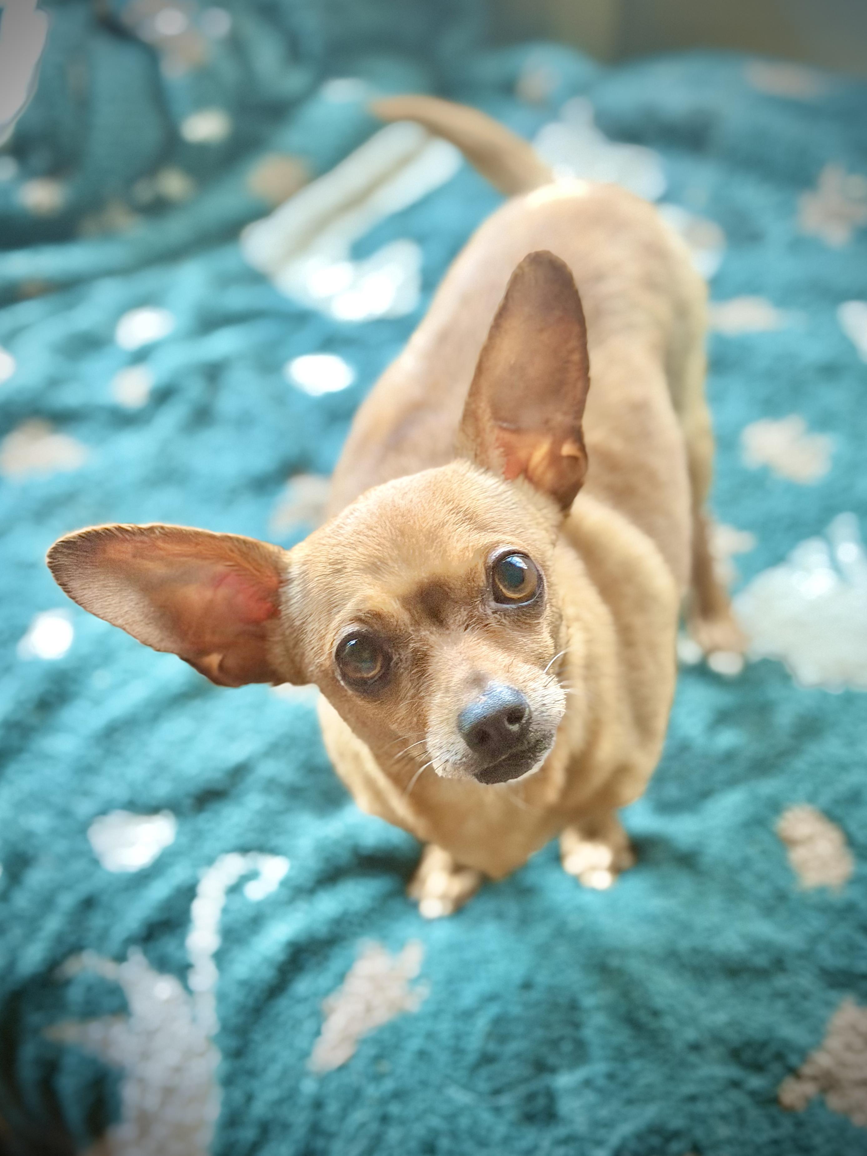 Mr. Bean, ADOPTABLE, Adult Male Chihuahua.