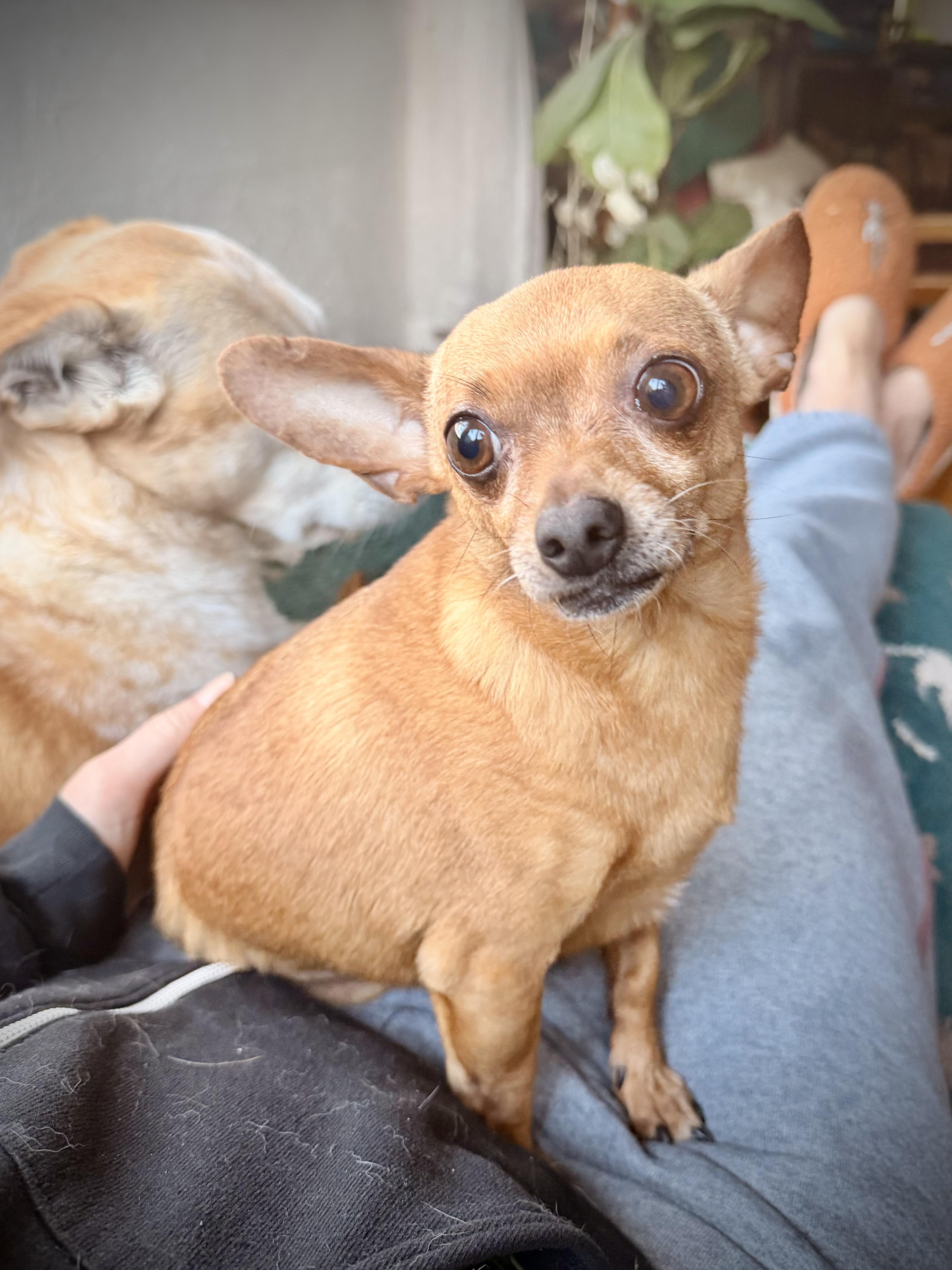 Enlarge Mr. Bean, a ADOPTABLE mixed breed in Chico, CA image 6/6