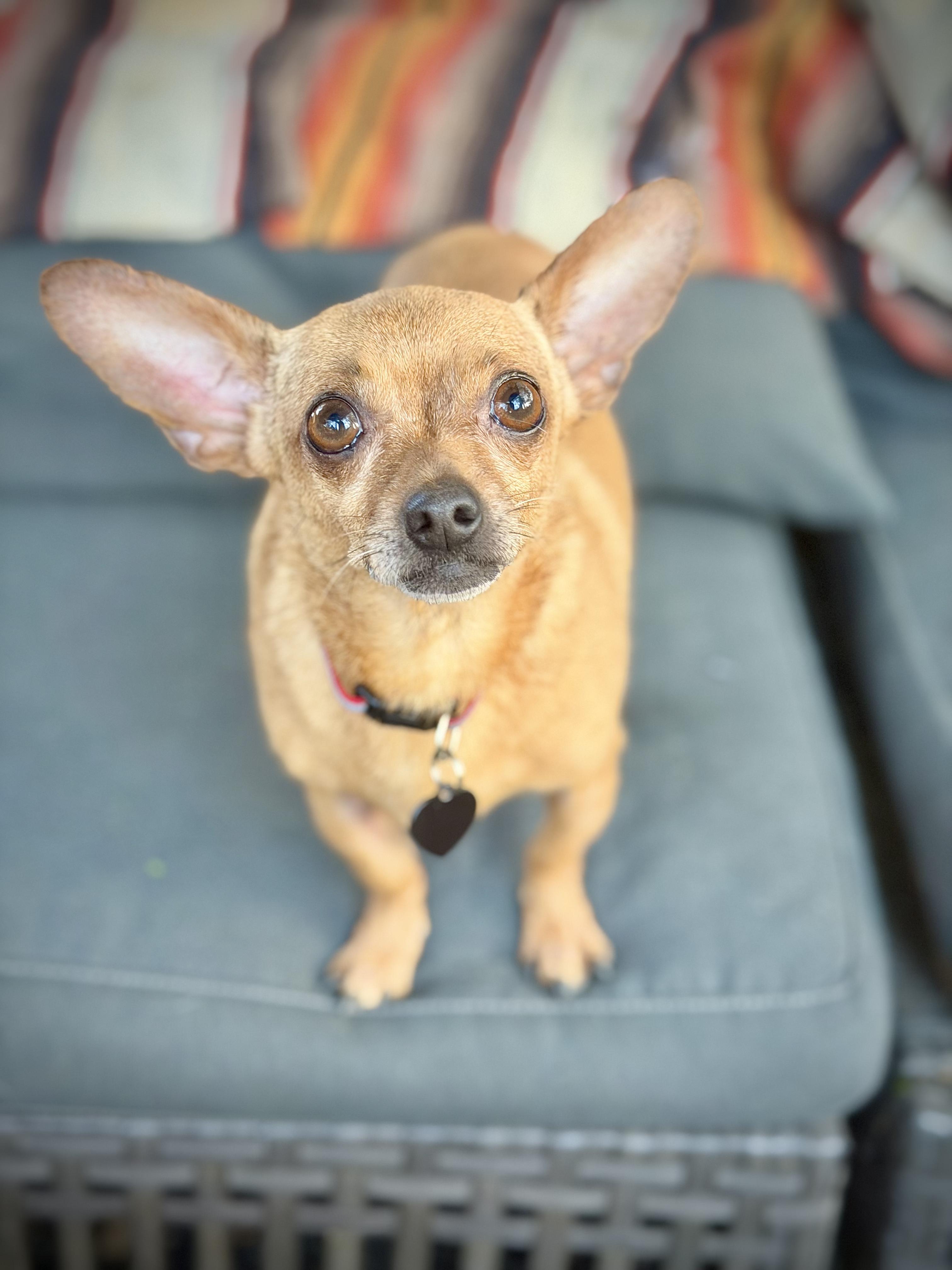 Enlarge Mr. Bean, a ADOPTABLE mixed breed in Chico, CA image 4/6