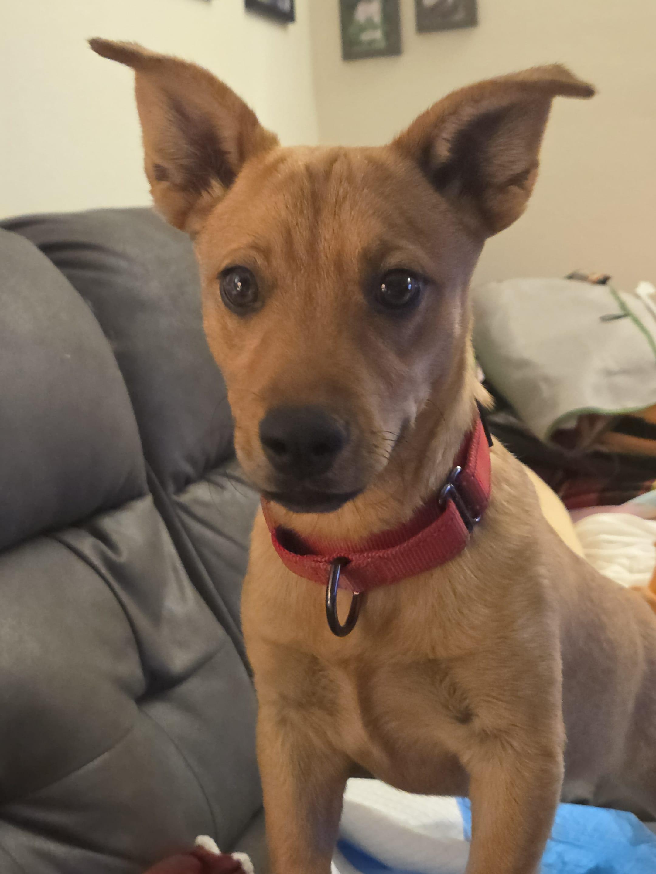 Cali, a Adoptable Mixed Breed in Cedar Rapids, IA image 3/4