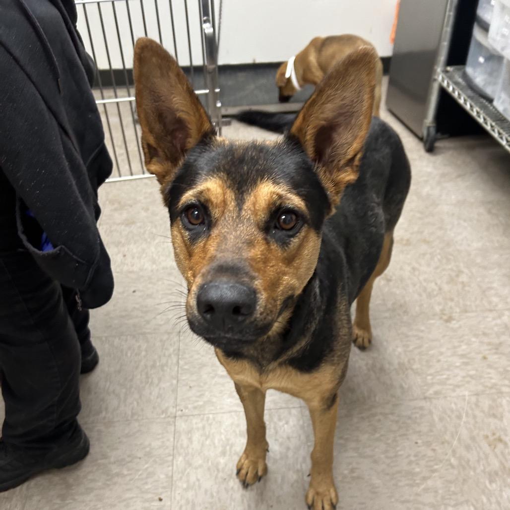 Sabine, Adoptable, Young Female Shepherd.