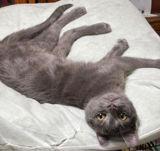 Silver, Adoptable, Kitten Female Domestic Short Hair.