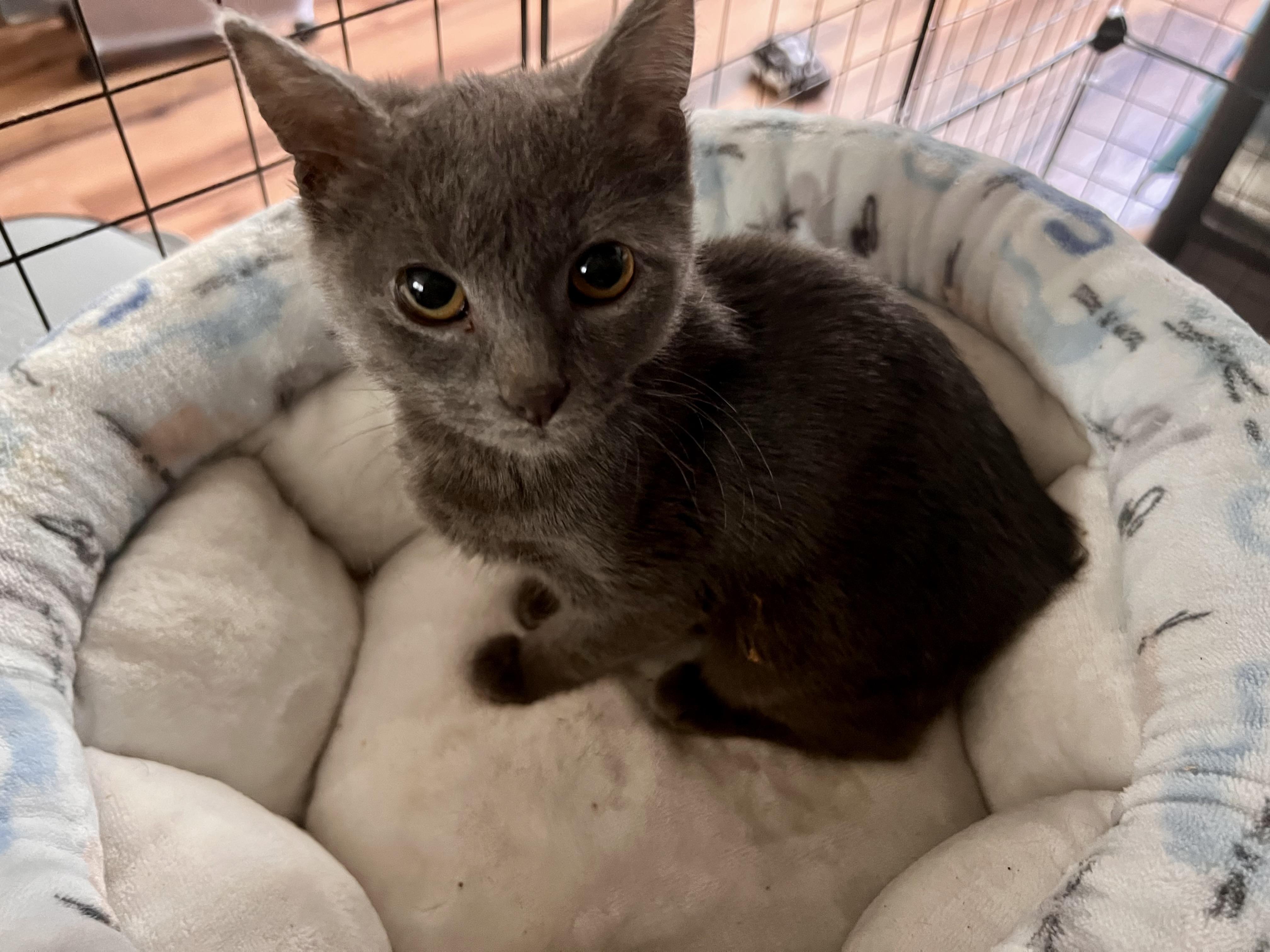 Silver, Adoptable, Kitten Female Domestic Short Hair.
