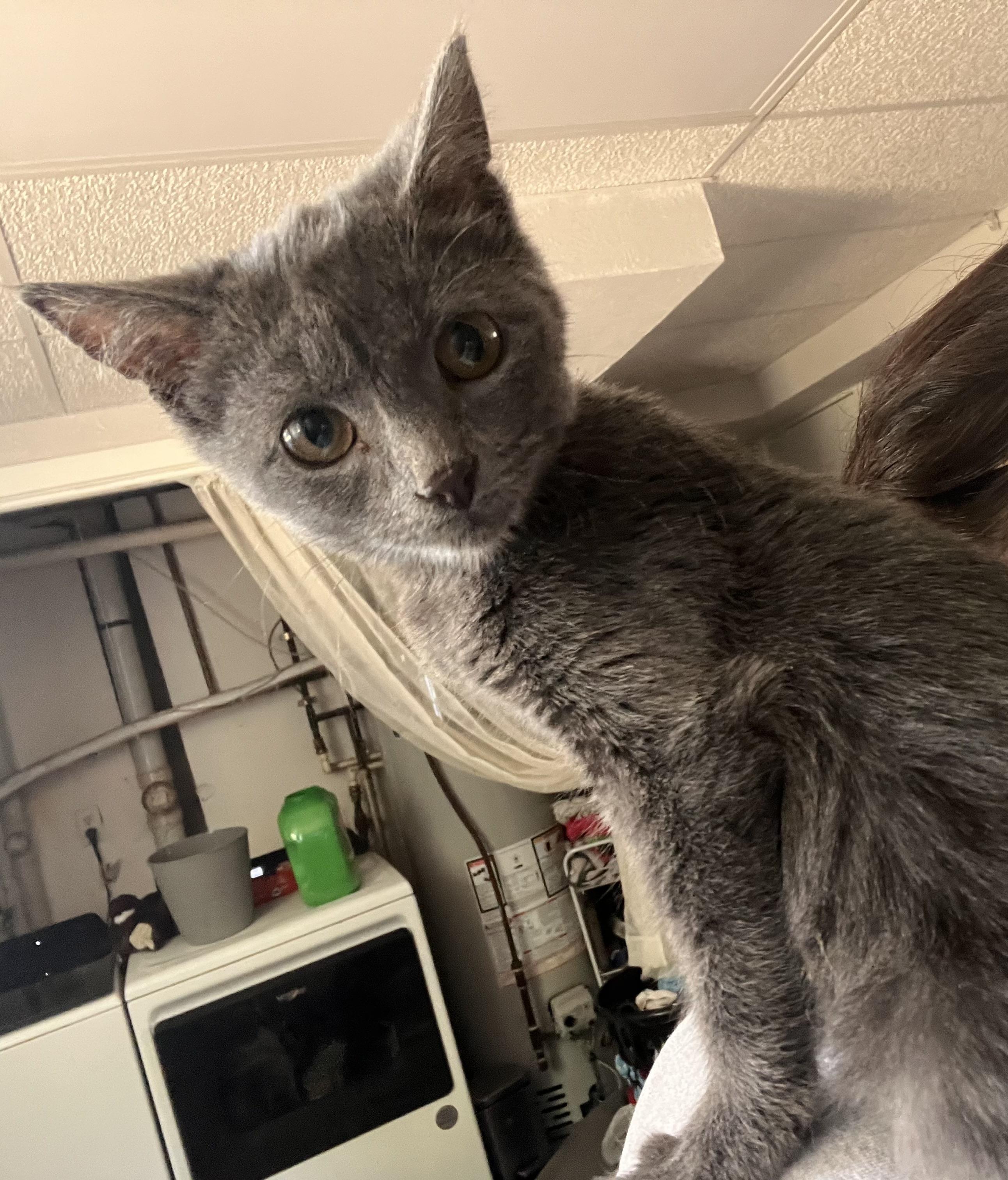 Silver, a Adoptable Domestic Short Hair in Pekin, IL image 3/3