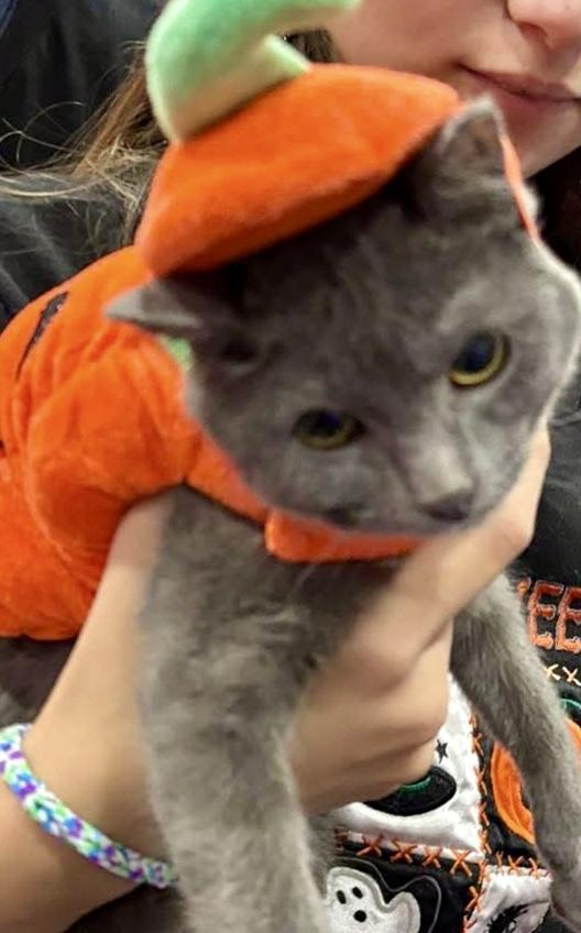 Silver, a Adoptable Domestic Short Hair in Pekin, IL image 1/3