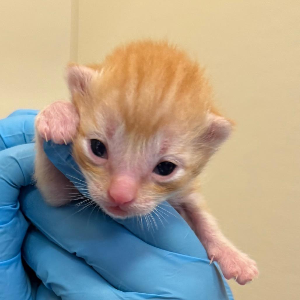 Scotch Bonnet, Adoptable, Kitten Male Domestic Short Hair.