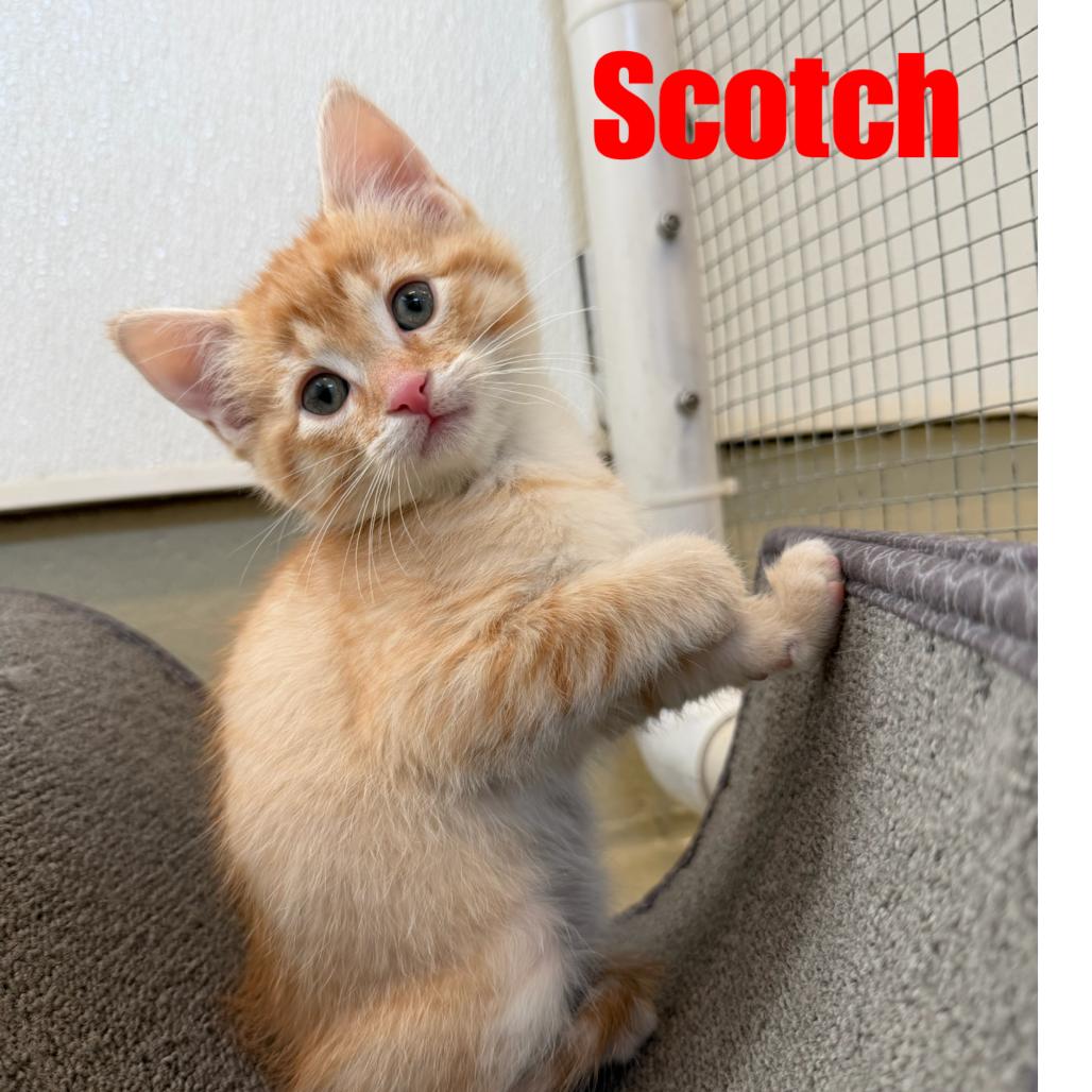 Enlarge Scotch Bonnet, a Adoptable Domestic Short Hair in International Falls, MN image 3/3