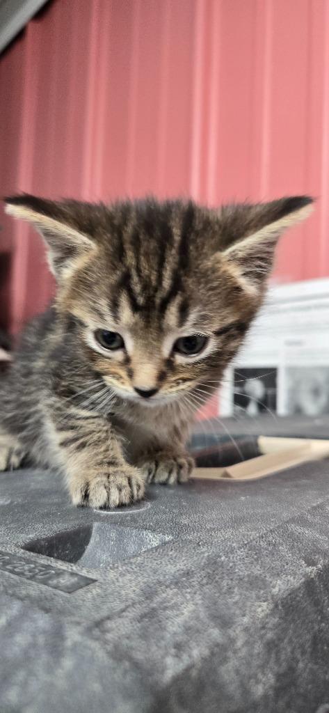 Albert, Adoptable, Kitten Male Domestic Short Hair.