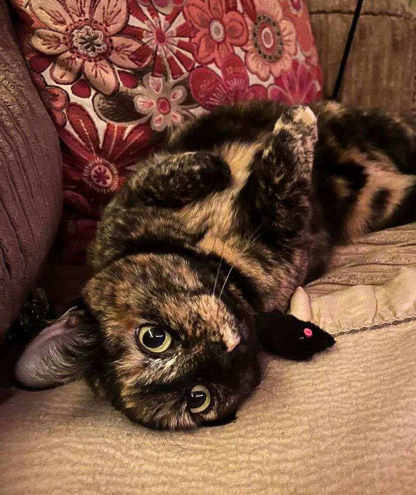 Kitty, a Adoptable mixed breed in Groveland, MA image 1/5