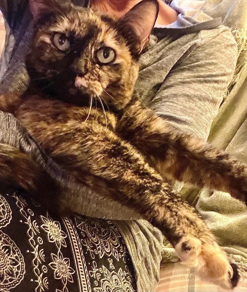 Kitty, a Adoptable mixed breed in Groveland, MA image 2/5