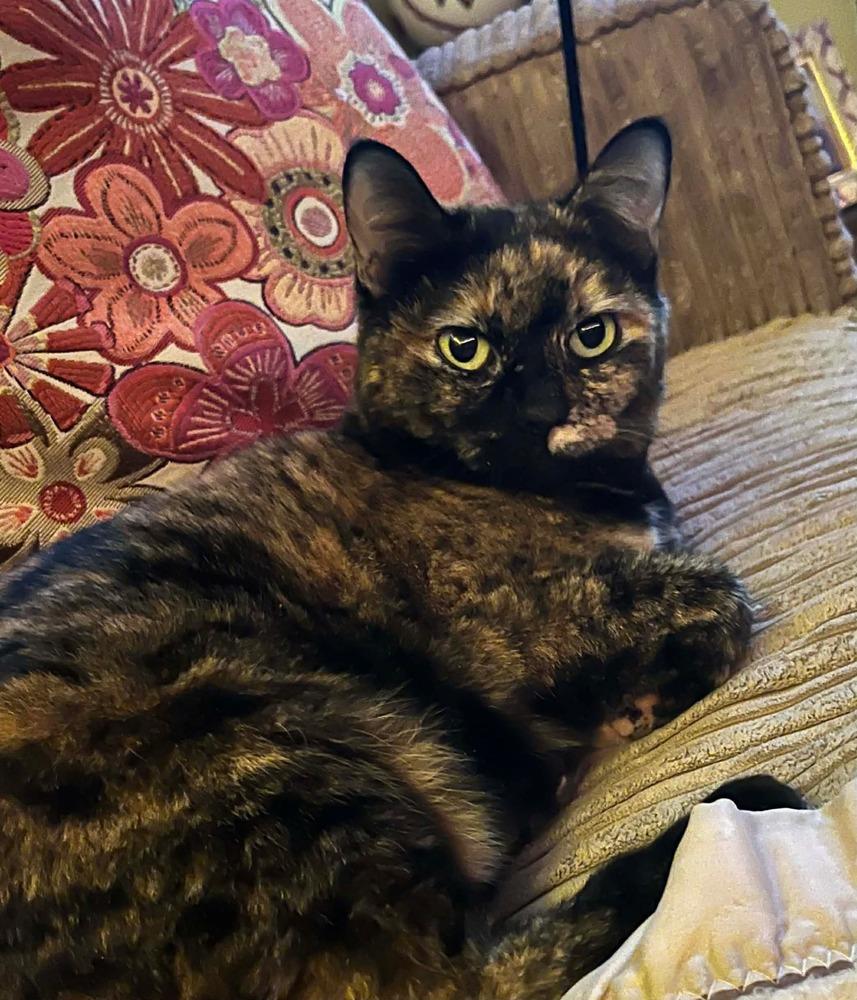 Kitty, a Adoptable mixed breed in Groveland, MA image 3/5