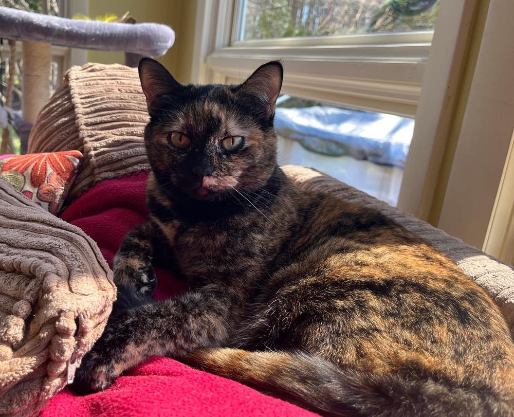 Enlarge Kitty, a Adoptable mixed breed in Groveland, MA image 2/6