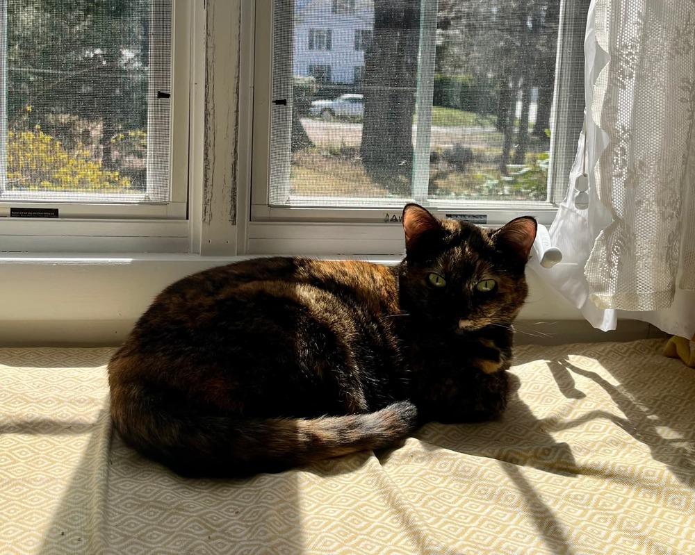Enlarge Kitty, a Adoptable mixed breed in Groveland, MA image 3/6