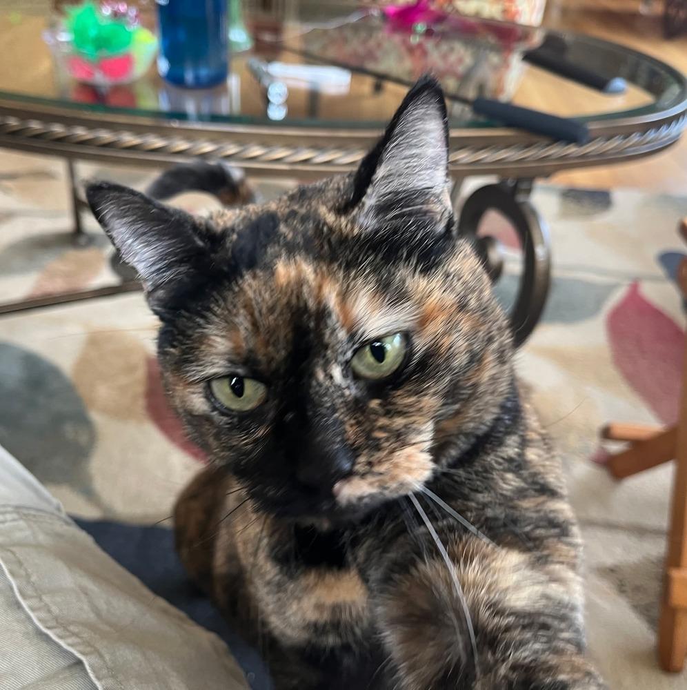 Kitty, a Adoptable mixed breed in Groveland, MA image 4/5