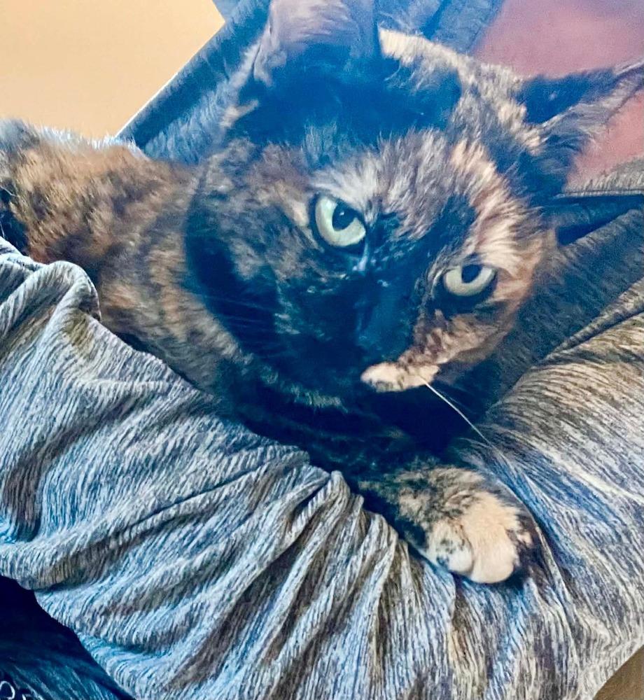 Enlarge Kitty, a Adoptable mixed breed in Groveland, MA image 5/6