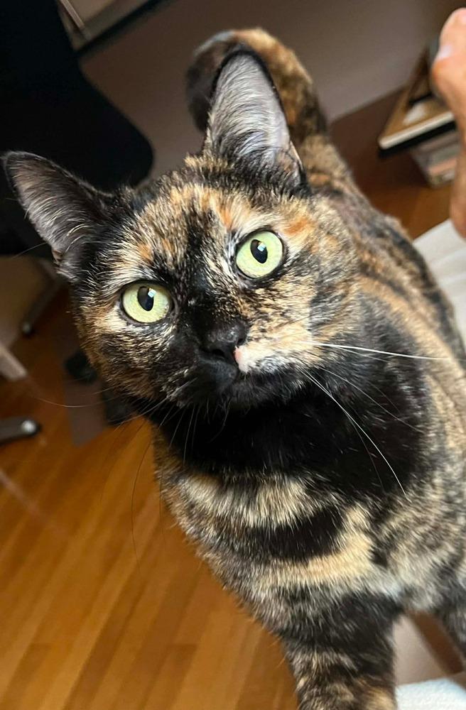 Enlarge Kitty, a Adoptable mixed breed in Groveland, MA image 6/6