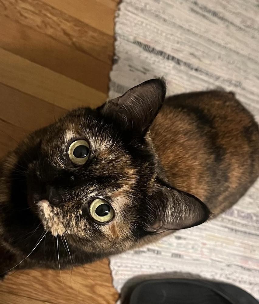 Kitty, a Adoptable mixed breed in Groveland, MA image 5/5