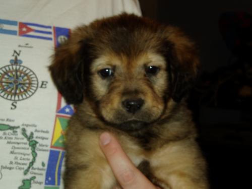 Enlarge In Loving Memory, a Adoptable mixed breed in Millstone, NJ image 1/2