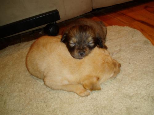 Enlarge In Loving Memory, a Adoptable mixed breed in Millstone, NJ image 2/2