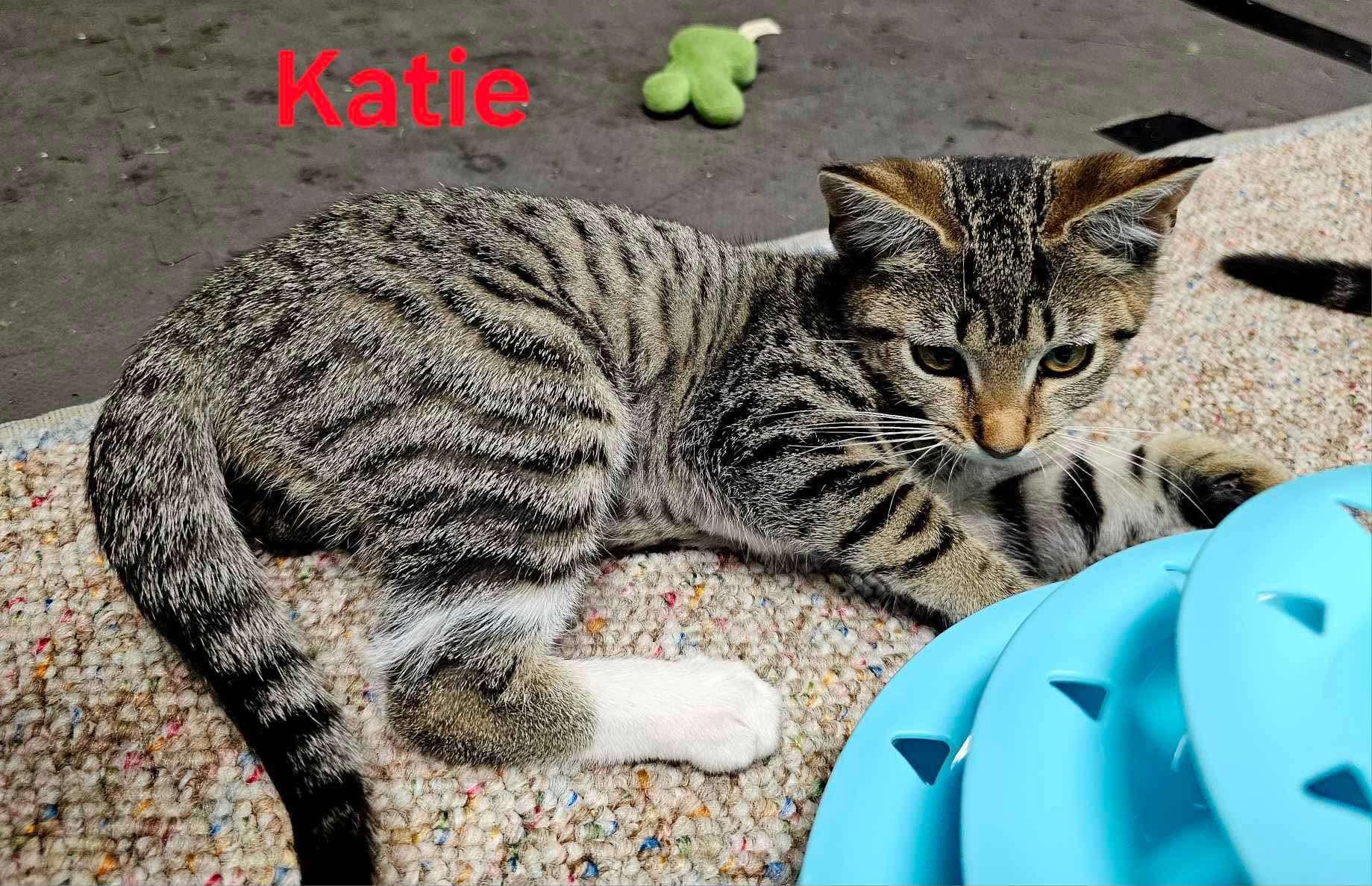 Katie, an adoptable Domestic Short Hair in Brooks, ME, 04921 | Photo Image 1