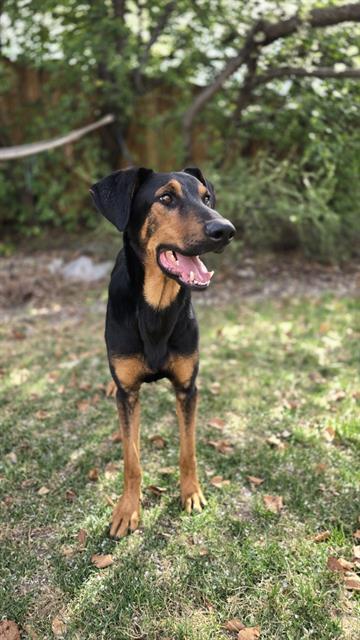 JIM, Adoptable, Adult Male Doberman Pinscher & German Shepherd Dog.