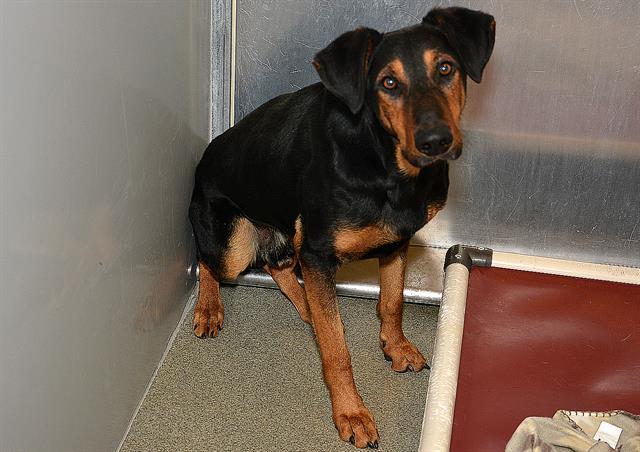 JIM, Adoptable, Adult Male Doberman Pinscher & Greyhound.