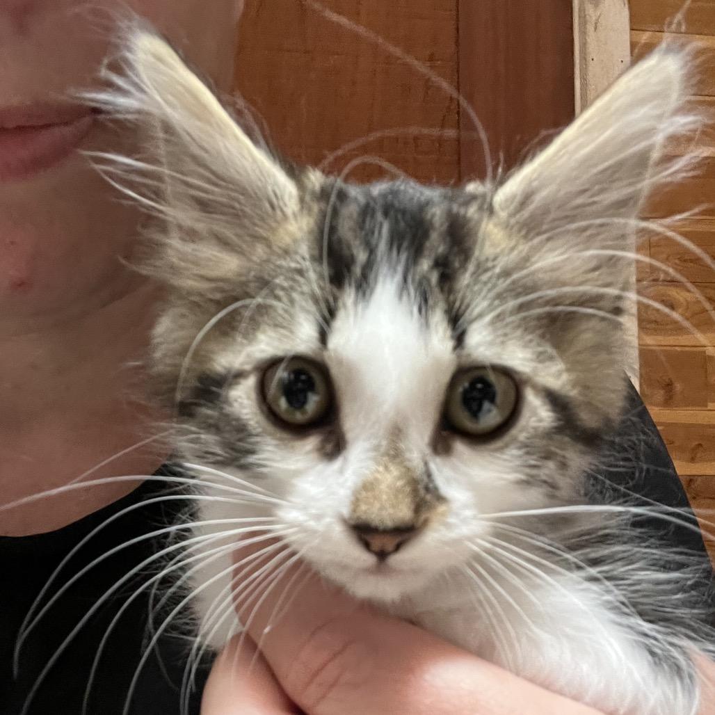 Kitty Pryde, Adoptable, Young Female Domestic Long Hair.