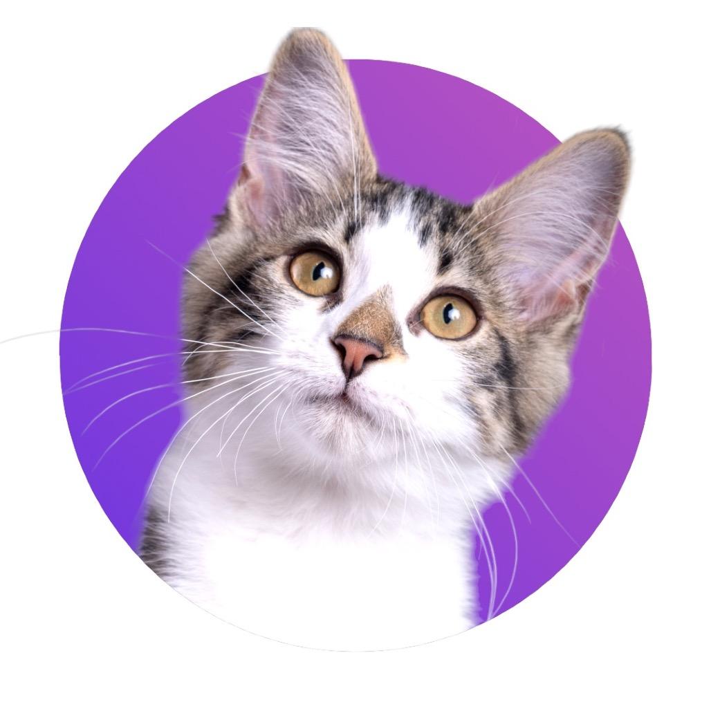 Enlarge Kitty Pryde, a Adoptable Domestic Long Hair in Pacific Grove, CA image 2/6