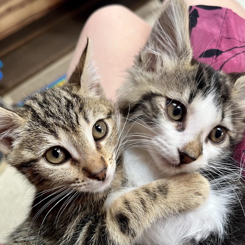 Enlarge Kitty Pryde, a Adoptable Domestic Long Hair in Pacific Grove, CA image 3/6