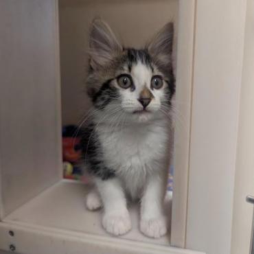 Enlarge Kitty Pryde, a Adoptable Domestic Long Hair in Pacific Grove, CA image 4/6