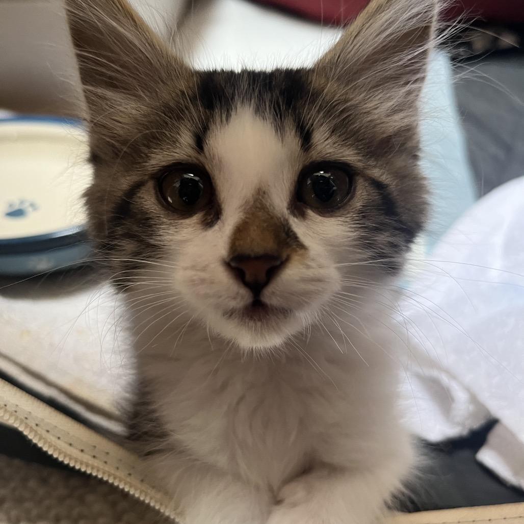 Enlarge Kitty Pryde, a Adoptable Domestic Long Hair in Pacific Grove, CA image 5/6