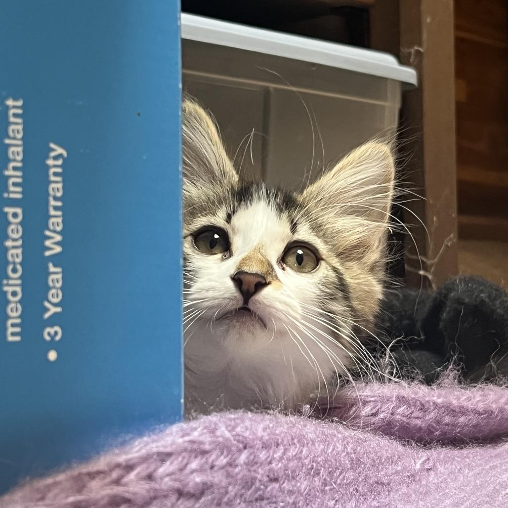 Enlarge Kitty Pryde, a Adoptable Domestic Long Hair in Pacific Grove, CA image 6/6