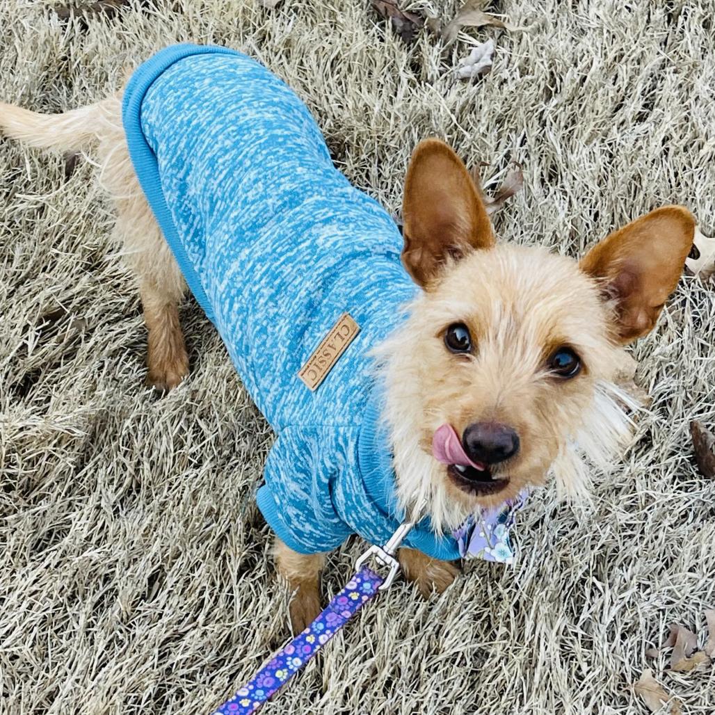 Honey, Adoptable, Adult Female Cairn Terrier & Mixed Breed.