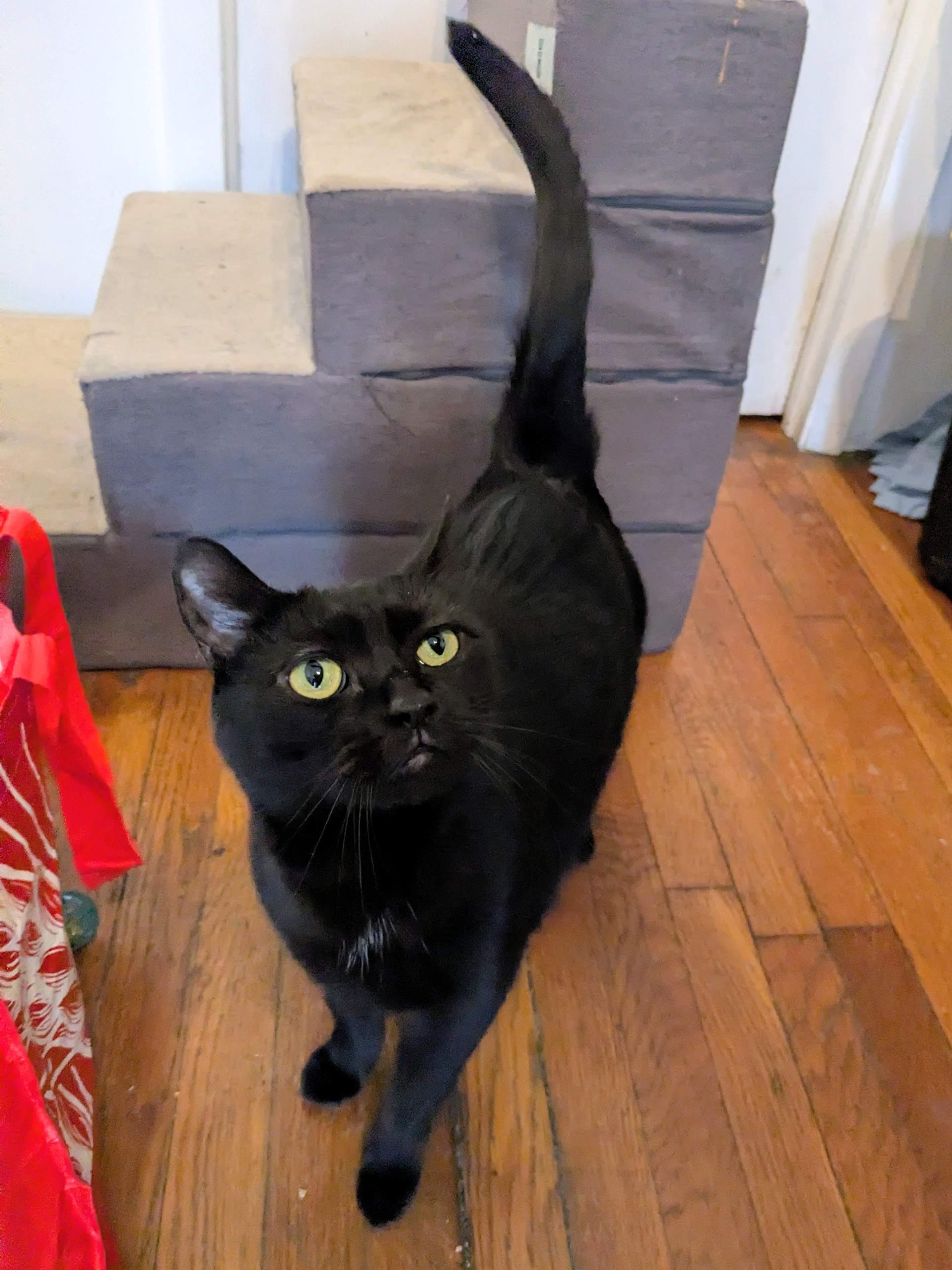 Enlarge Sol & Luna, a ADOPTABLE American Shorthair in Brooklyn, NY image 4/4