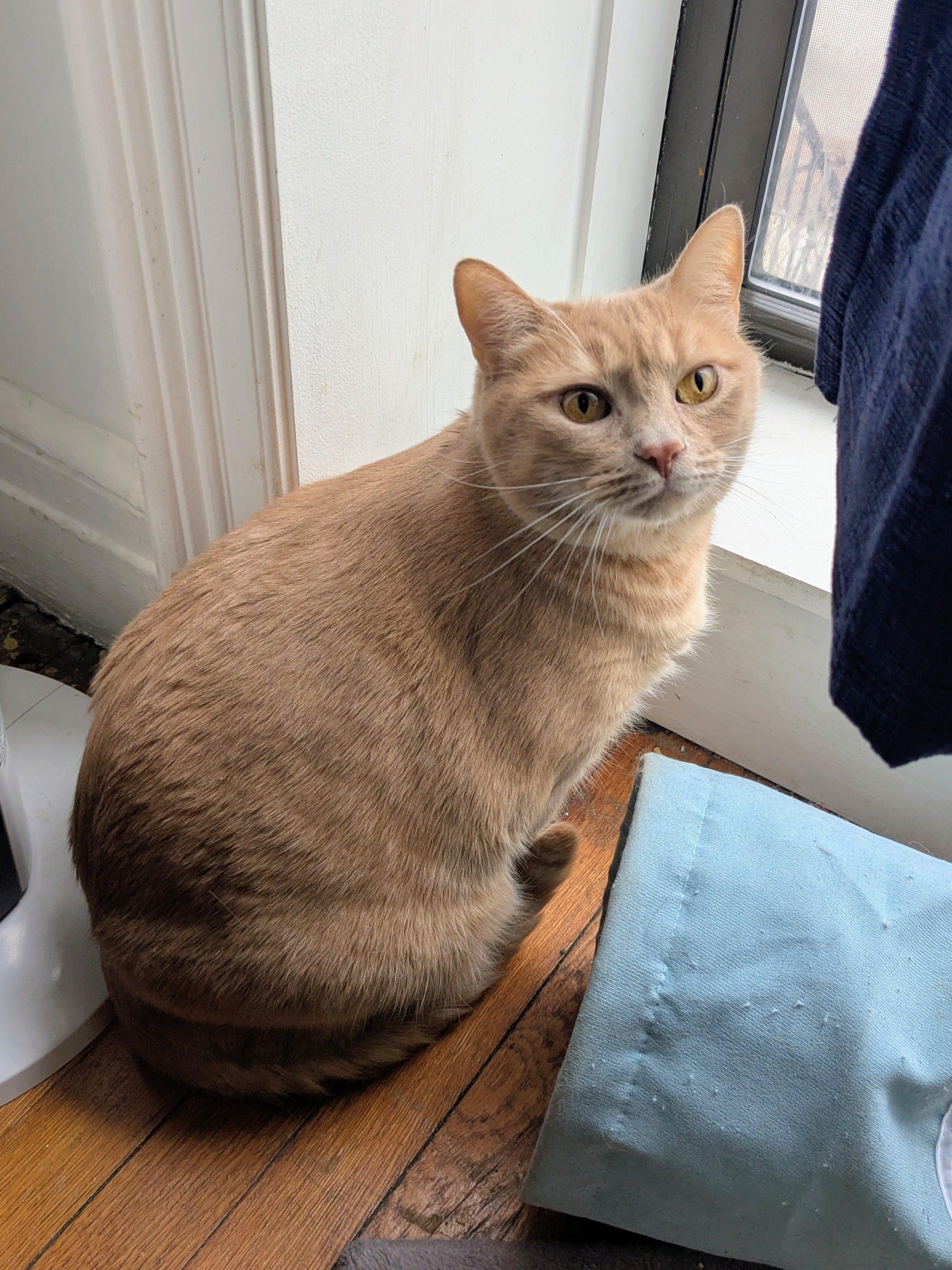 Enlarge Sol & Luna, a ADOPTABLE American Shorthair in Brooklyn, NY image 2/4