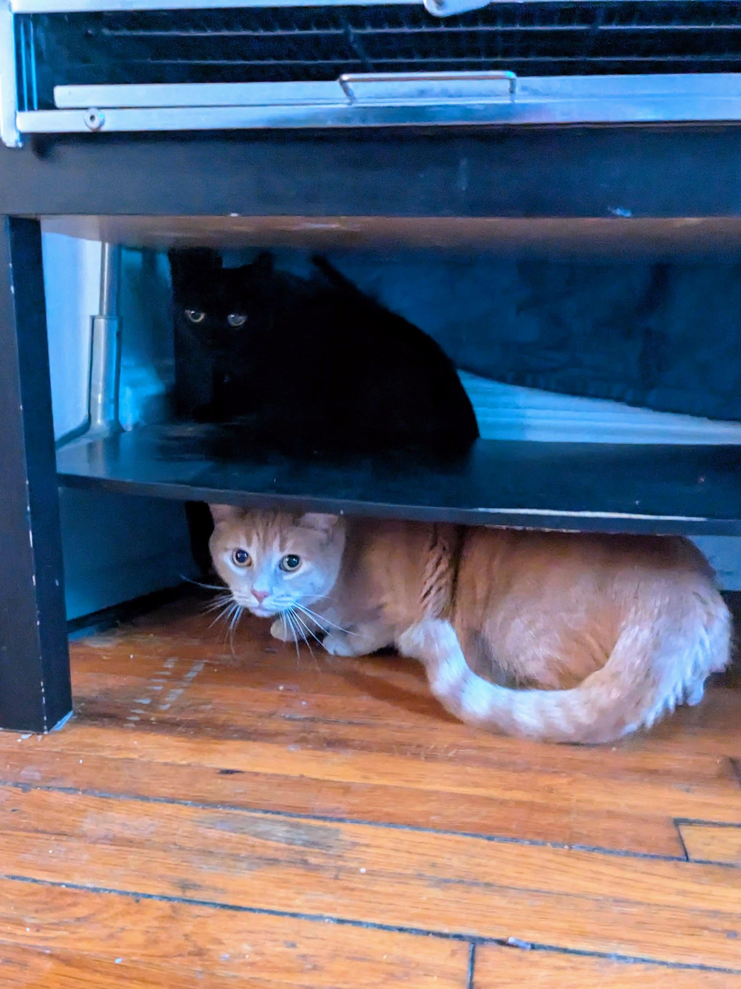 Enlarge Sol & Luna, a ADOPTABLE American Shorthair in Brooklyn, NY image 3/4