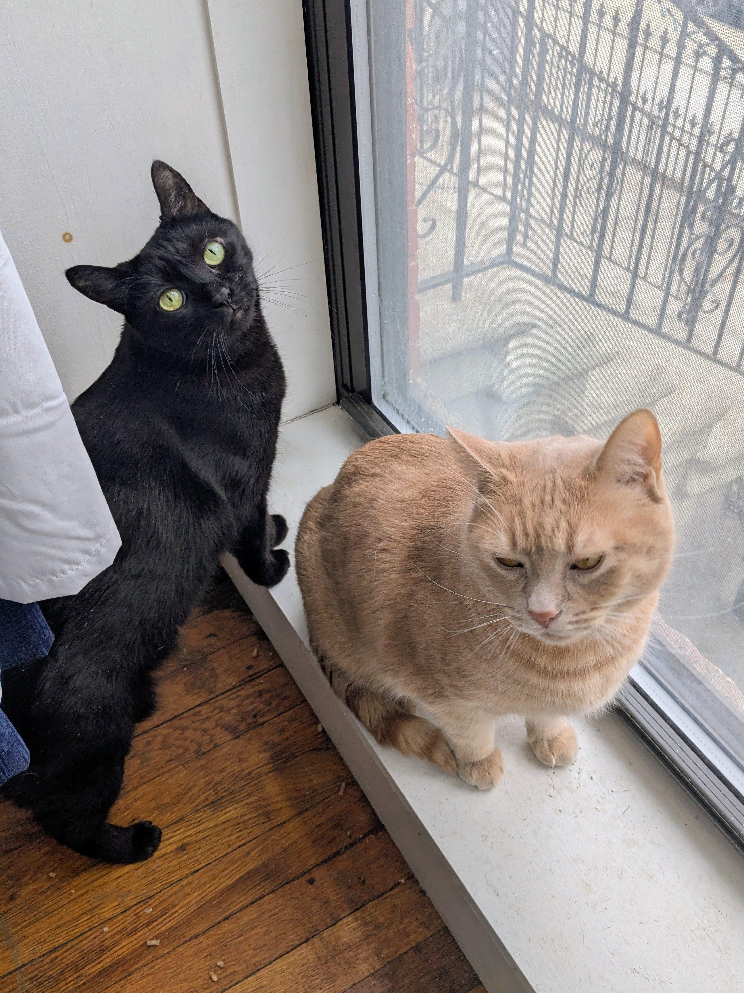 Sol & Luna, ADOPTABLE, Adult Male American Shorthair.