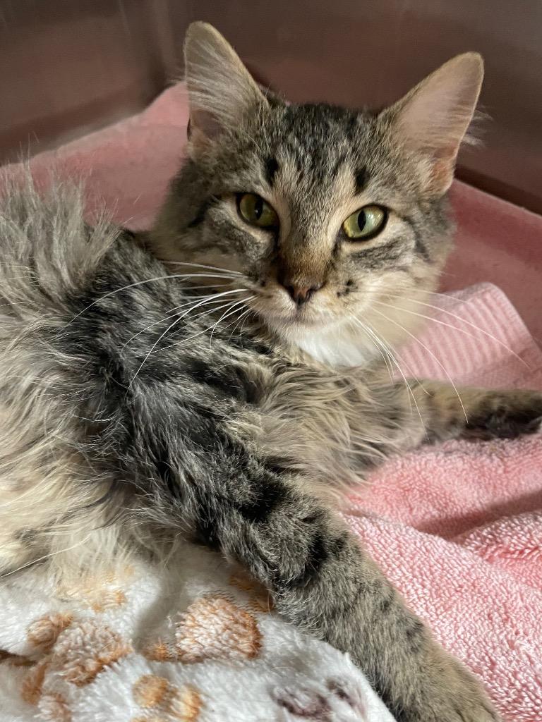 Molasses, Adoptable, Kitten Female Domestic Medium Hair.