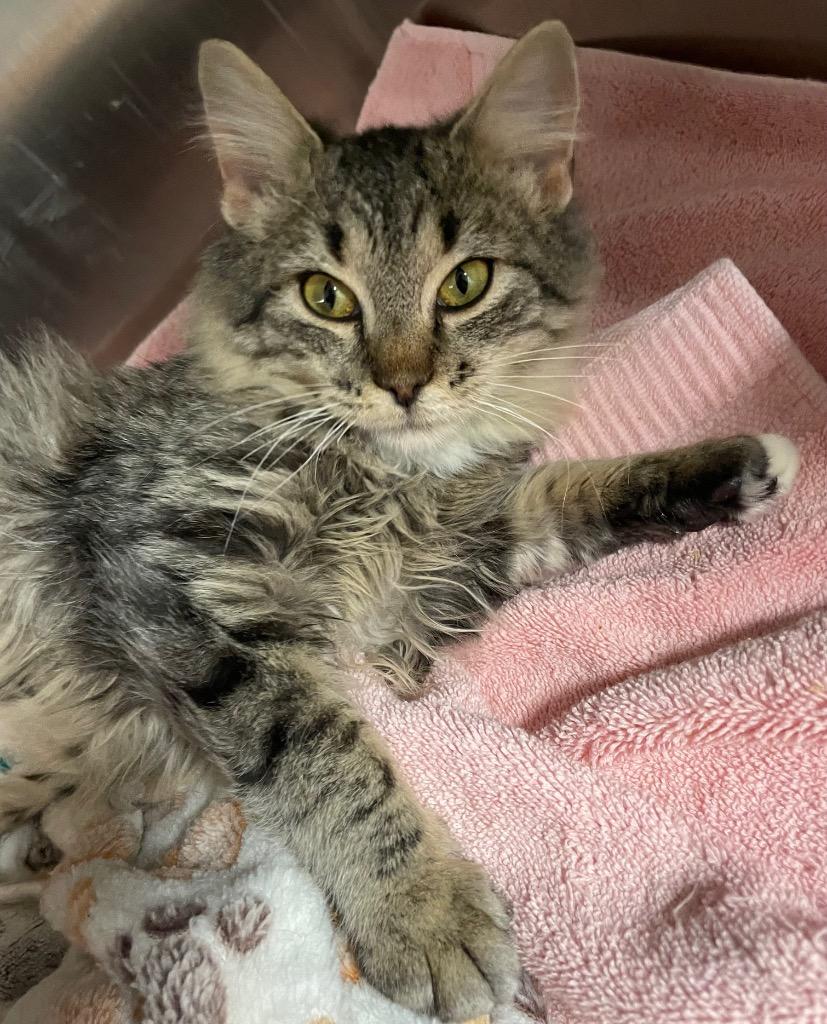 Molasses, a Adoptable mixed breed in Spooner, WI image 2/2