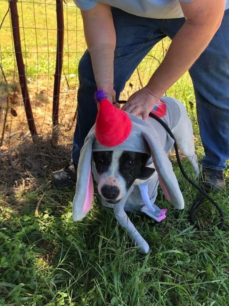 Willow, a Adoptable mixed breed in Alpharetta, GA image 1/6