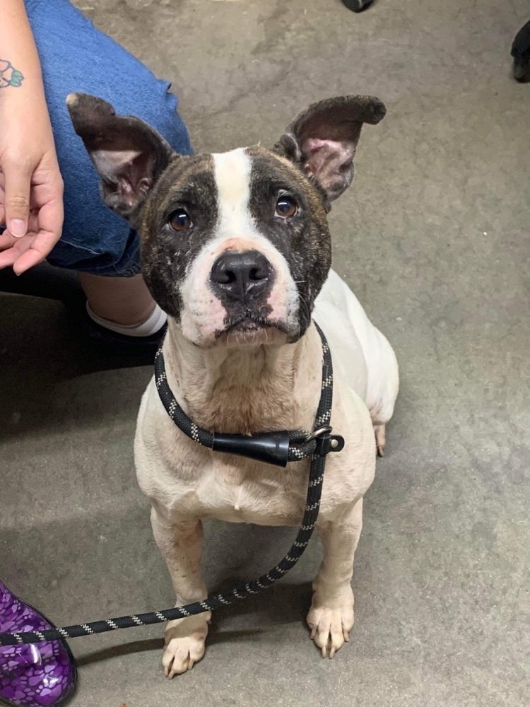 Willow, a Adoptable mixed breed in Alpharetta, GA image 2/6