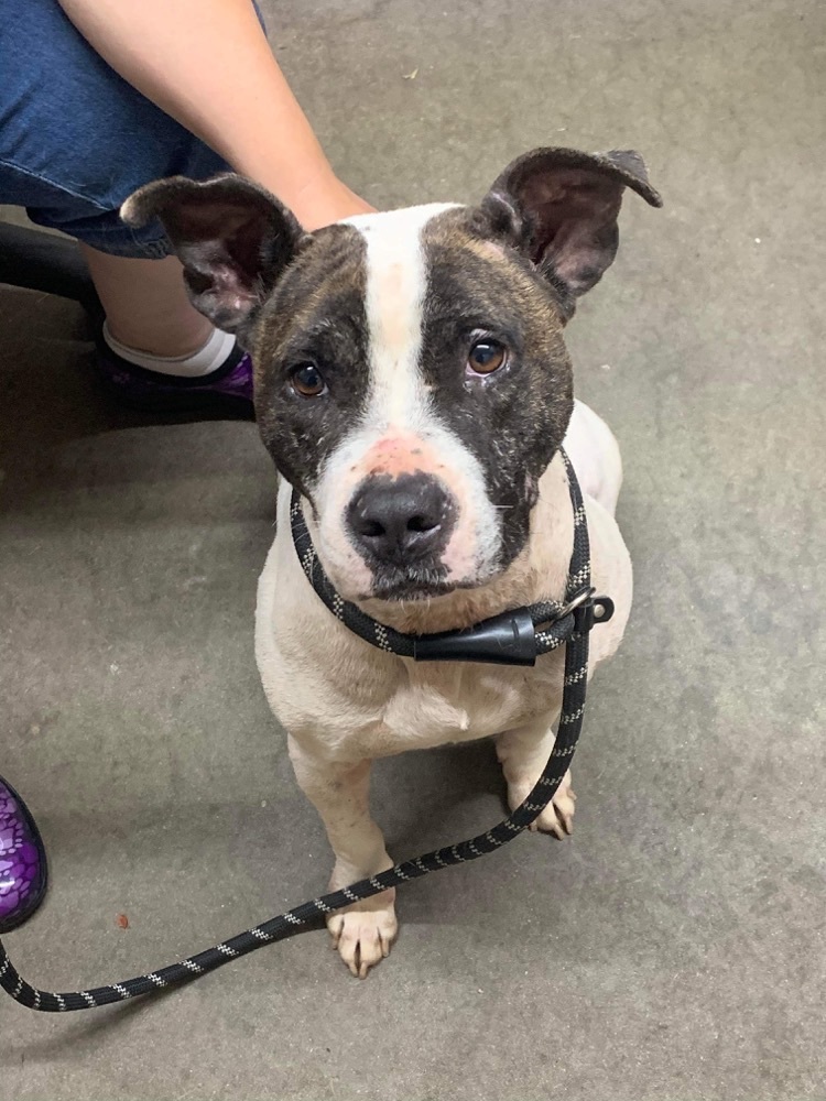 Willow, Adult Female American Bully