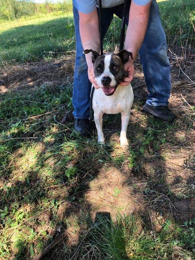 Willow, a Adoptable mixed breed in Alpharetta, GA image 4/6