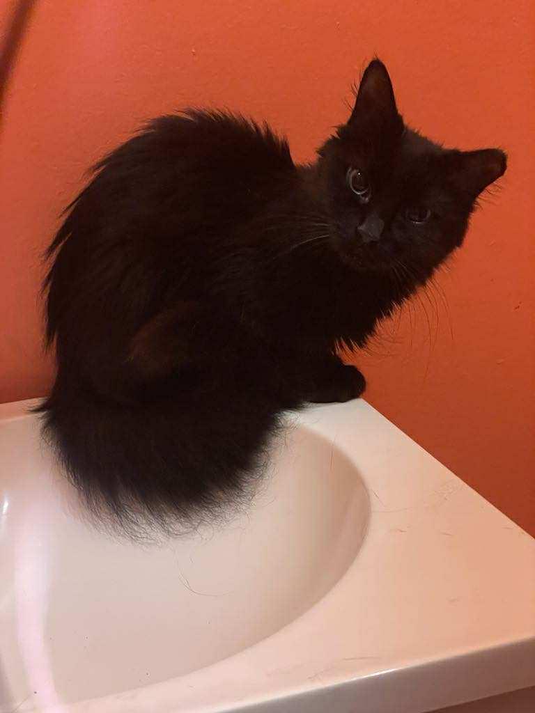 Minerva