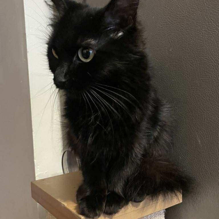 Minerva