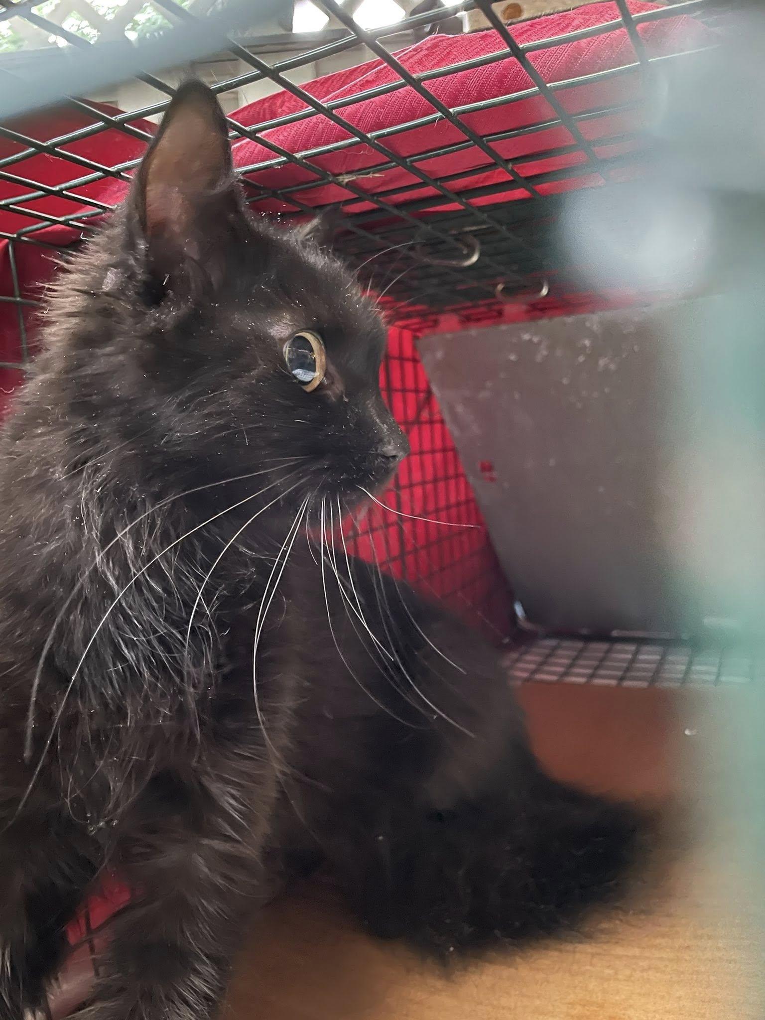 What Breeds of Cat are Modtly Black: Top Sleek & Stunning Cats