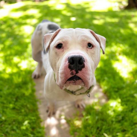 TEDDY, Adoptable, Adult Male American Staffordshire Terrier & Mixed Breed.