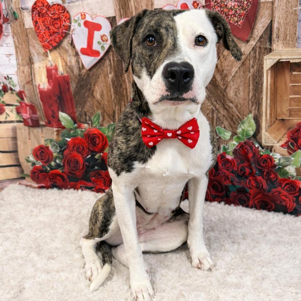 Beti, Adoptable, Adult Female Mixed Breed.