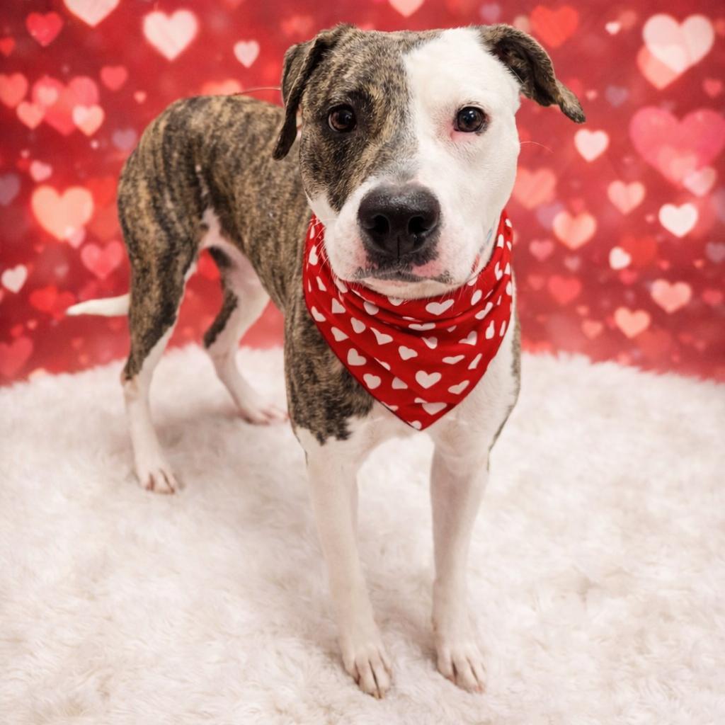 Beti, a Adoptable mixed breed in Binghamton, NY image 2/3